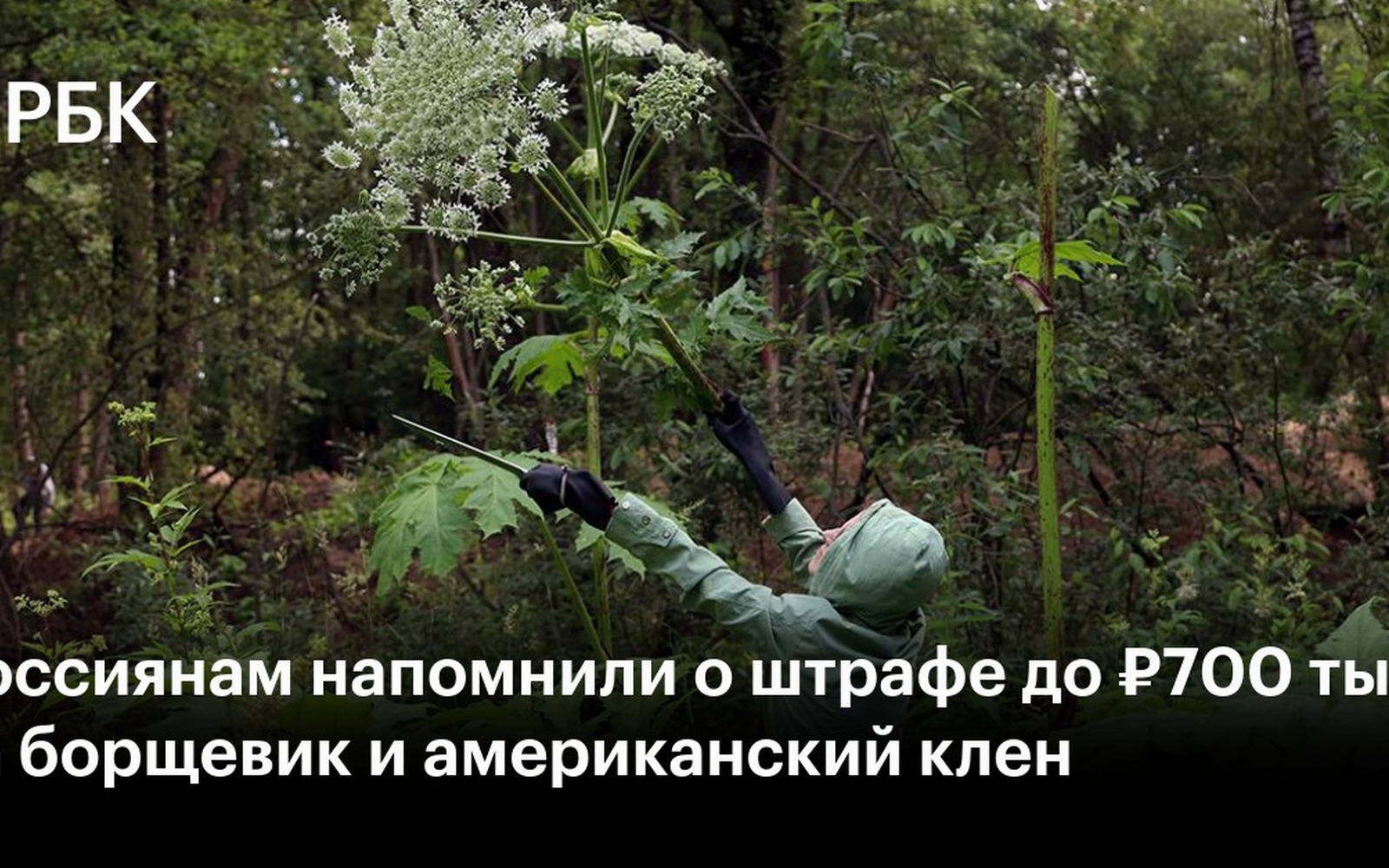 Продажа семян борщевика на маркетплейсах: чем рискуют селлеры